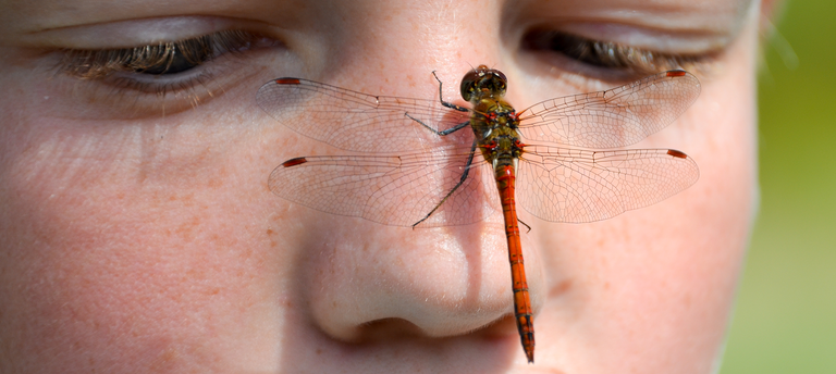 Das Bonner Biodiversitätsmobil - Biodiversität erleben