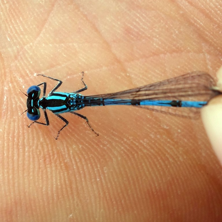 Biodiversität live - Saphirauge