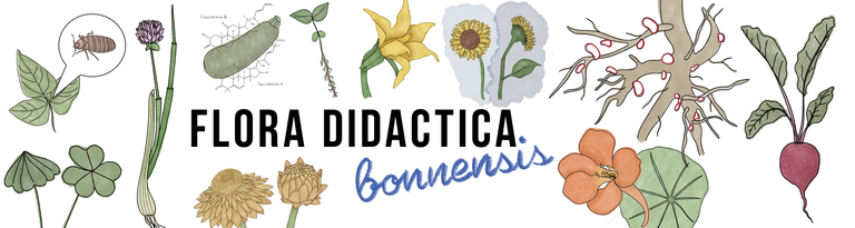 header_flora_didactica.png