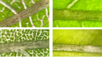 Trichome bei Pflanzen