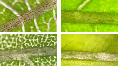 Trichome bei Pflanzen